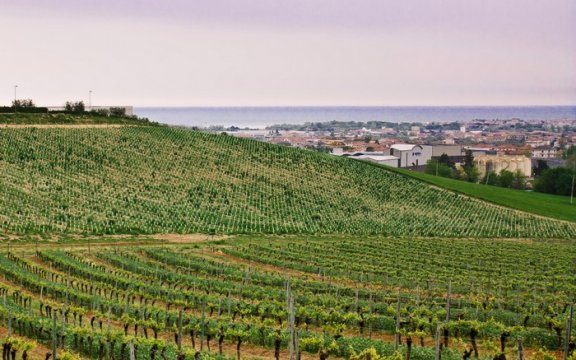 Montepagano_Vigne