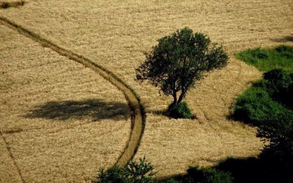 Montesegale-campo