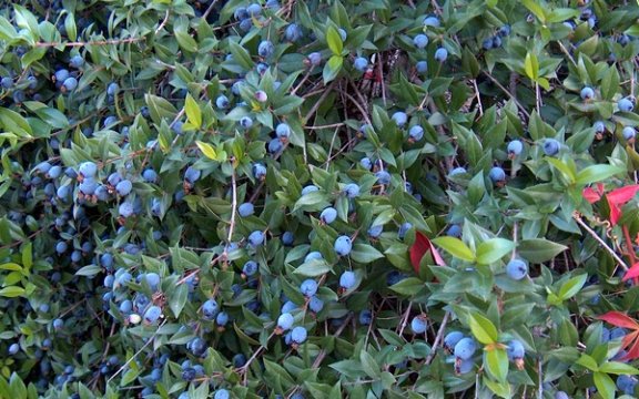 Orroli_Myrtus communis9. Con licenza CC BY-SA 3.0 – Wikimedia