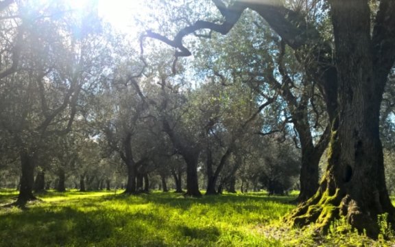 Nociglia-paesaggio-olivi