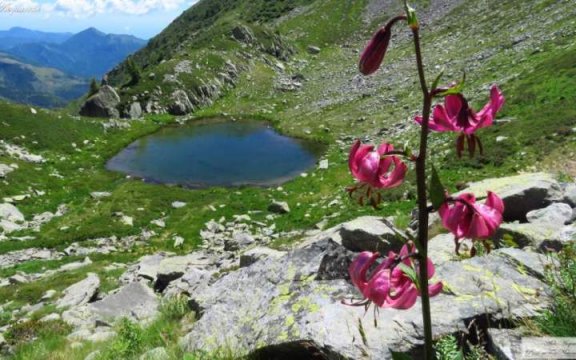 Ormea-fiore-martagone-e-lago-Pizzo