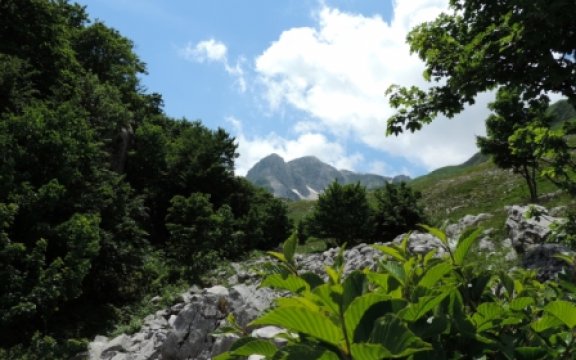 Pizzone Monte Meta e Rhamnus alpina