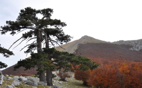 ROtonda-pini-loricati