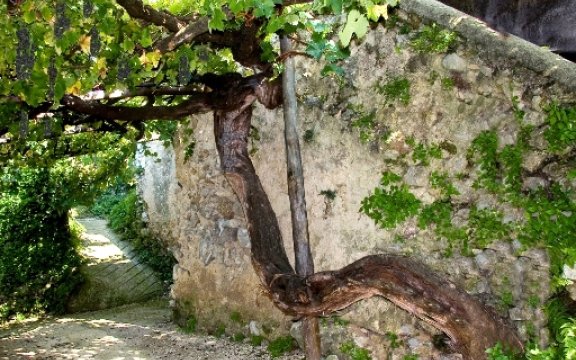 Tramonti-vitigno-secolare