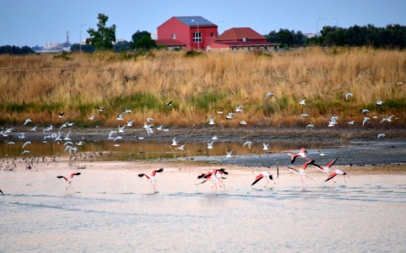 Trinitapoli-fenicotteri-riserva-naturale