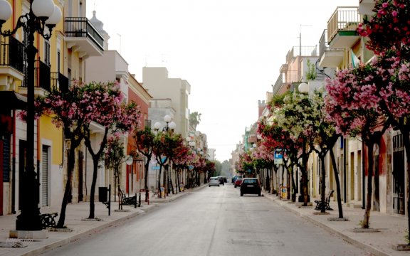 Trinitapoli-viale-in-fiore