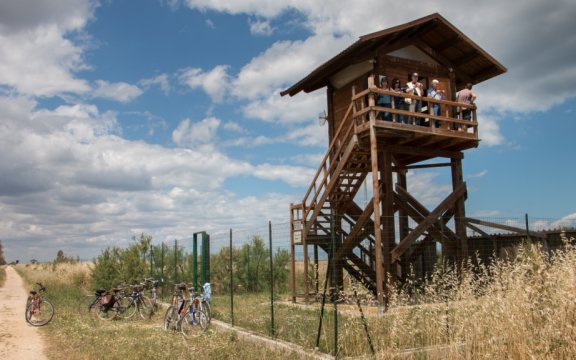 Trinitapoli-birdwatching-nelle-saline