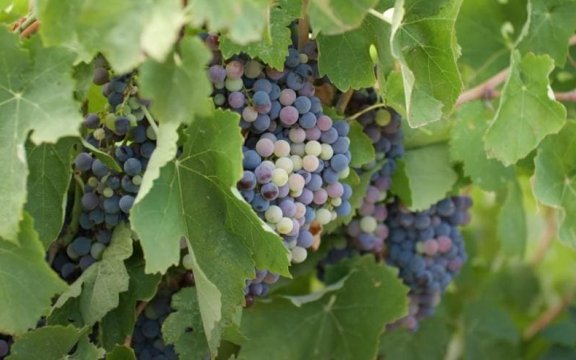 vigneti-Montegiordano