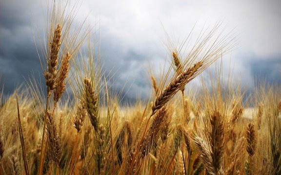 monte santa maria tiberina convengo agricoltura biologica quali opportunità