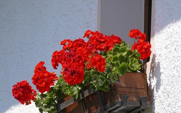 casamassima balcone fiorito