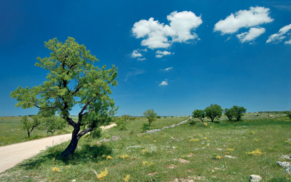 Cassano_delle_murge_paesaggio