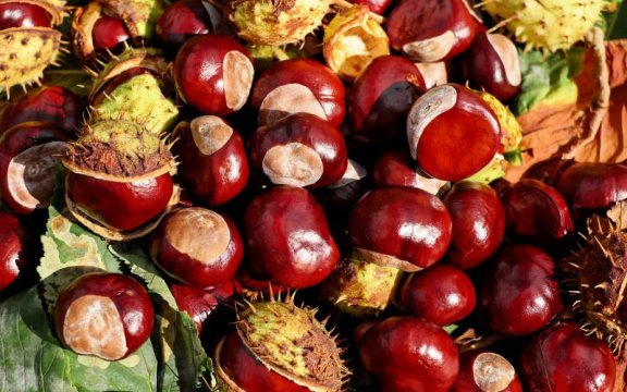 sagra-della-castagna-a-sante-marie