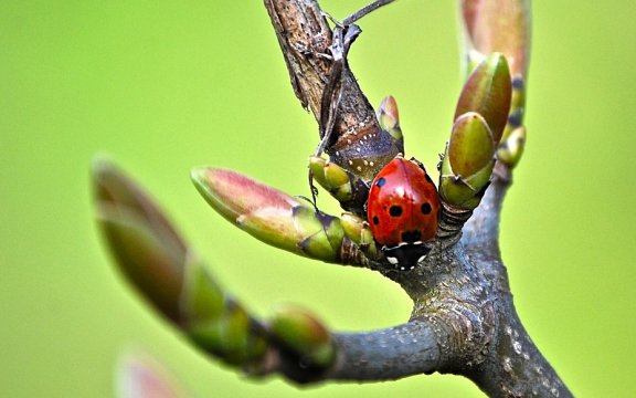 Coccinella-città-libere-dai-pesticidi