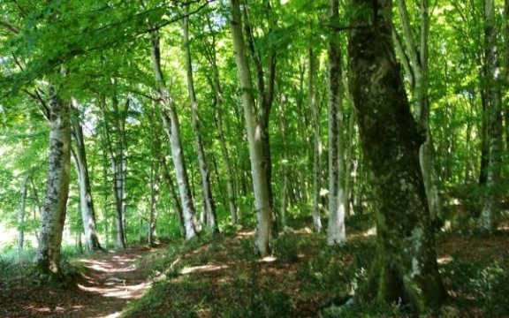 faggeta-vetusta-oriolo-romano (pagina FB faggeta di Oriolo)