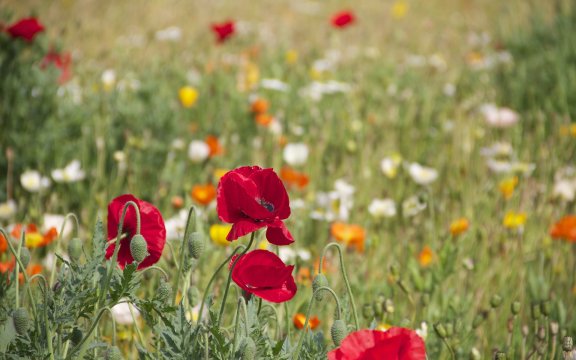 montesegale, escursione alla scoperta dei fiori e della flora dell'oltrepò pavese