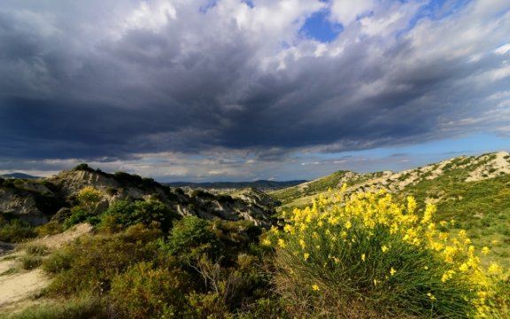 Aliano-ginestre-foto-Lodovico-Alessanri