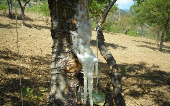 Castelbuono-manna-pura-foto-ProLocodiCastelbuono
