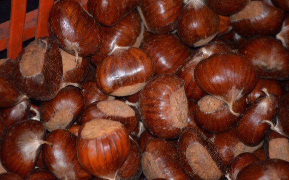 Monte Santa Maria Tiberina castagne