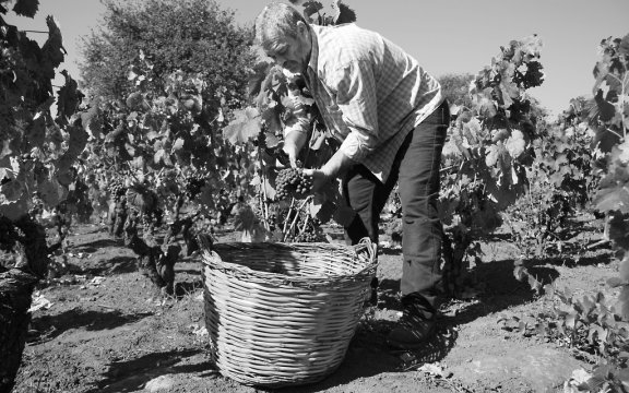 Norbello vendemmia
