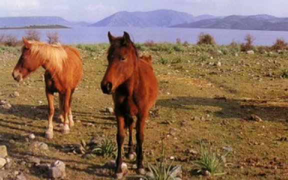 Orroli_Cavalli