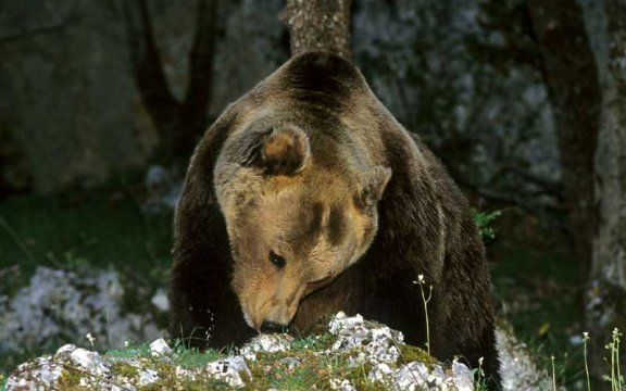 pizzone-orso marsicano