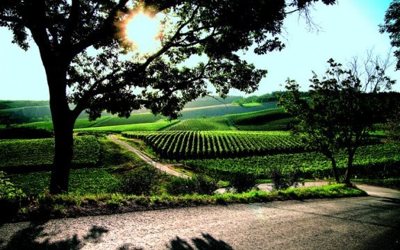 Predappio-panorama-sui-vigneti-turismo-rurale