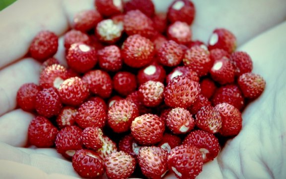 Raveo Frutti di bosco