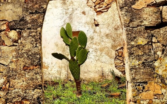 Rinaturalizzare il Salento