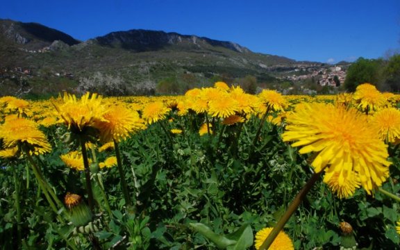 Sante Marie Fiori