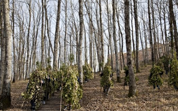 L’Uomo Albero – Carnevale di Satriano di Lucania