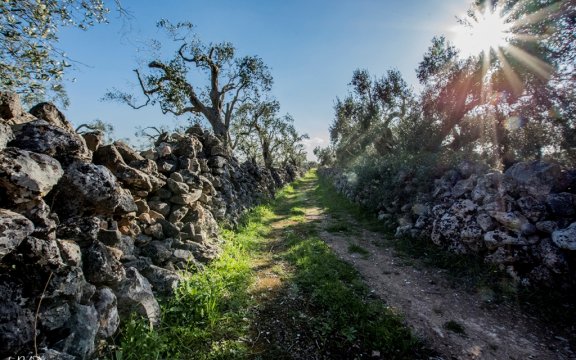 Soleto-campagna