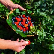 piccoli-frutti-bernezzo-atlante-dei-sapori-saluzzo