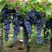Tramonti-Borghi-Autentici-vitigno-Tintore