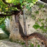 Tramonti-Borghi-Autentivi-antico-vitigno-Tintore